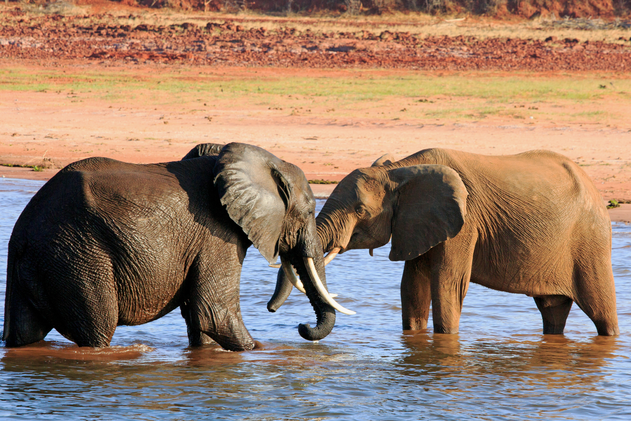 kariba (4).webp